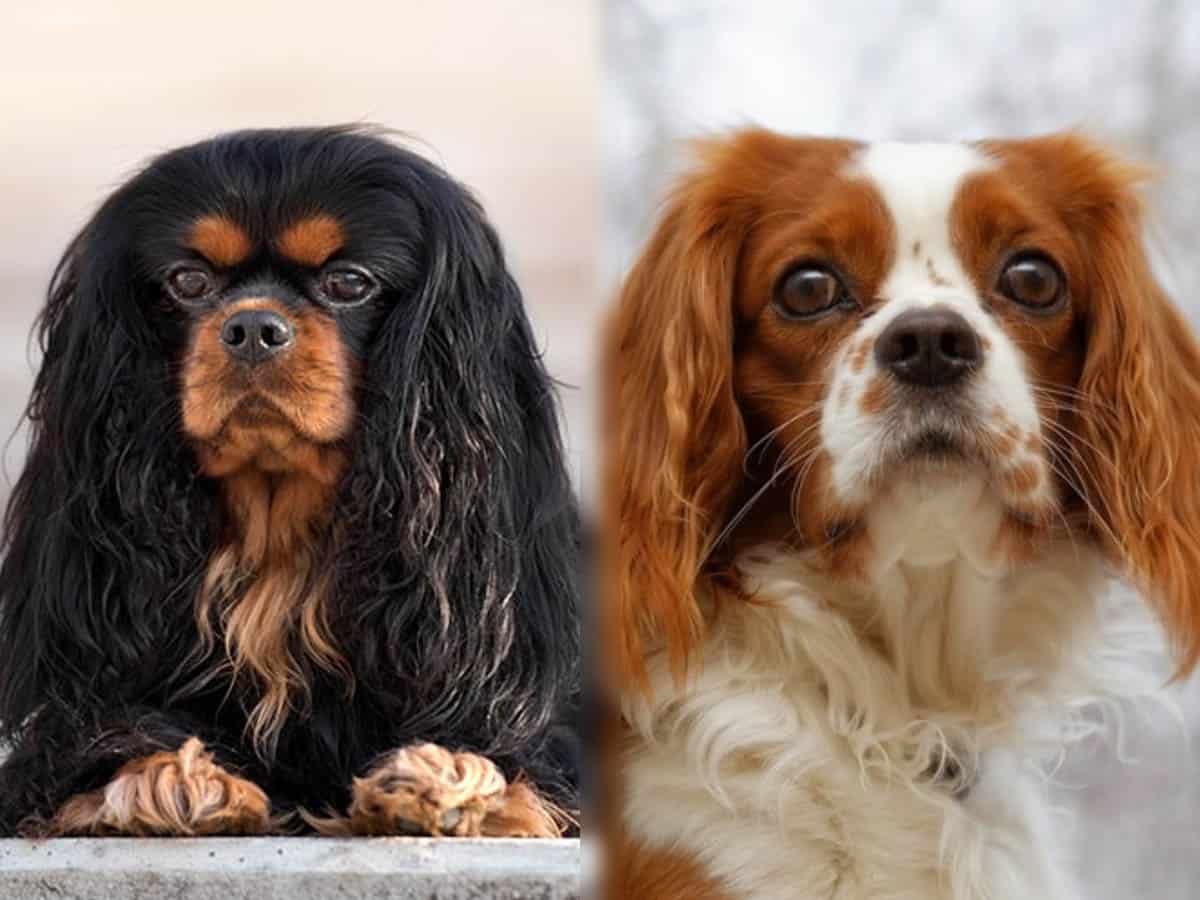 Cavalier King Charles Spaniel Vs King Charles Spaniel Are They The