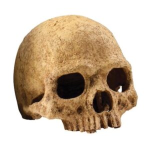 Exo Terra Primate Skull Reptile Terrarium & Aquarium Decoration