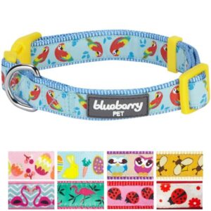 Blueberry Pet Statement Funny Parrot Designer Adjustable Dog Collar, Small, Neck 12″-16″