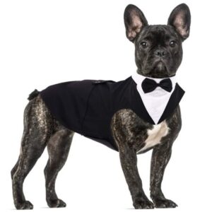 QBLEEV Dog Formal Tuxedo Suit for Medium Large Dogs，For Costume Wedding Party Outfit with Detachable Collar，Elegant Dog Apparel Bowtie Shirt and Bandana Set for Dress-up Cosplay Holiday Wear