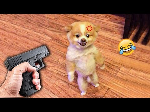 Animals Getting Scared Over Nothing Funny Pets Pets Island Just