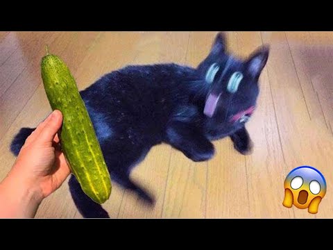 1 HOUR OF FUNNIEST CAT VIDEOS 2022 |Aww Pets - Just Pawsome Pets