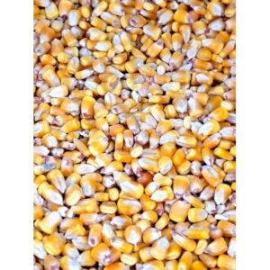 Whole Corn Raw Cleaned Animal Feed Arts Crafts Squirrel Birds Chicken Animal