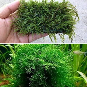 Java Moss – Easy Live Fresh Water Aquarium Plants