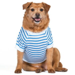 The Dodo Blue and White Striped T-Shirt for Dogs – Small