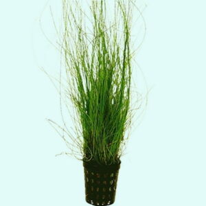 Hairgrass (Eleocharis Vivipara) (Rooted In 2″ Plastic Pot) Live Aquarium Plants BUY2 GET1 FREE