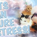 Your Cat Can Be Your Best Stress Reliever