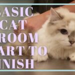 How to Groom a Cat | Basic Cat Grooming