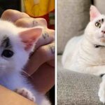 They Saved This Tiny Kitten, Now His Unique Face is Breaking the Internet!