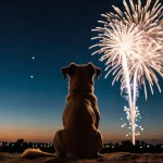 Deaf Hero Dog Enjoys Fireworks Display Without Fear