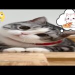 CATS will make you LAUGH NO MATTER WHAT😹 Funny Cat Videos of 2024😹You laugh You Lose 🤣