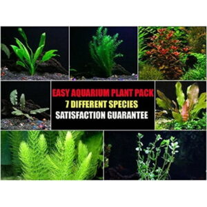 Easy Live Aquarium Plants Package – 7 Kinds – Anacharis, Amazon and more!