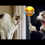 funiest animal 2024/cat funny videos/cat funny videos