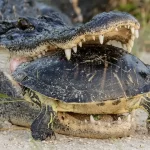 Crocodile’s Attempted Turtle Snack Turns into a Surprising Chase