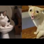 Compilation New Funniest Cat Videos 😹 You laugh You Lose 🤣 Best of Funny Cat Videos 😂 #6