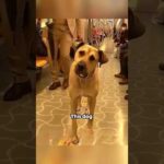 This dog never pays for subway #shortvideo #shorts #animals #heartwarming #pets