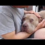 Dog Paralyzed With Fear Learns What Love Is