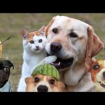 Funniest Pets 2024 😂 Adorable Cats and Dogs Compilation 😻🐶 Part 11 | Can't Stop Laughing