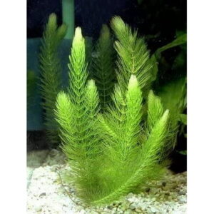 Half Price Joe’s 20+ Hornwort Branches (Horn Worth) Plant for Oxygenating Aquariums & Ponds