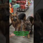 Heartwarming Story of Dogs Showing Courtesy at Pet Shop #animals #heartwarming #dog #shortvideo