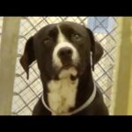 Shelter dog realizes he’s been adopted