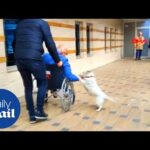 Heartwarming moment loyal dog reunites with hospitalized owner