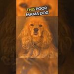 What Happened To This Mama Dog Will Shock You😱