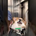 Corgi accompanies its owner to work #love #animals #heartwarming #cute