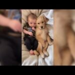 A Dogs Best Friend 👶 Adorable, Heartwarming and Funny Dog Videos