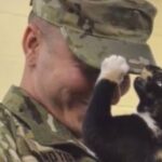 Man Wanted To Adopt A Shelter Dog And Was Instead Chosen By A Kitty