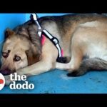 Rescue Dog Hides In The Corner Until The Right Person Comes Along | The Dodo Faith = Restored