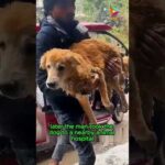 Rescue Man and Helpless Dog #animals #animalrescue #kindness #dog #shortvideo #shorts