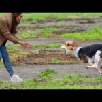 Heartwarming Dog Reunions: Emotional Moments That Will Melt Your Heart ❤️