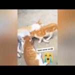 Hilarious Cat Fails That Will Make You Laugh Out Loud 😻 Funny And Cute Cats Videos 2024 🤣