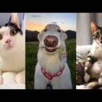 FUNNIEST Animals That Will Make You LAUGH – BEST Compilation 😂