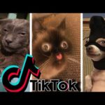 Funniest TikTok Dogs and Cats #52 – Try Not to Laugh with TikTok Animals 2020 | OnPets Sparkle