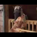 Heartwarming video shows dog comforting mini rescue horse