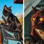 The Rescued Black Cat Who Traded Nine Lives for a Thousand Adventures