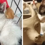 Chika’s Tale, From Abandoned Kitten to Aspiring Artist!