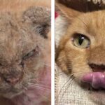 Amazing Transformation of Rescued Ginger Kitty