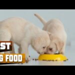 Best Dog Food In 2024 – Top 10 Dog Foods Review