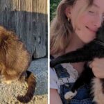 From Lonely Barn Cat to Cherished Companion, Lucy’s Heartwarming Journey