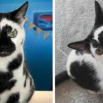 Moo’ve Over, Ordinary Pets! This Cow Cat’s Story Will Capture Your Heart