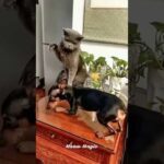 Funniest Dog and Cat Videos You'll Ever See #funny #funnycatanddog