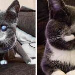 Nine Lives and Zero Vision, Meet Otis, the Cat Who Couldn’t See But Conquered All