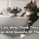 17 Cats Who Think They’re the Kings and Queens of the Family