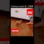 We Tried the Viral Dog TikTok Challenges