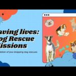 Compilation of the Most Heartwarming Dog Rescue Videos