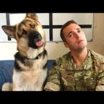 When your sibling's name is Dog 🤣 Funny Dog and Human Videos 2024