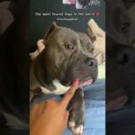 XL Bully Lovers Will Regret Not Watching This Heartwarming Video #puppy #pitbull #shorts